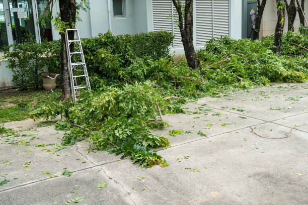 Trusted Minden, NE Tree Removal Experts